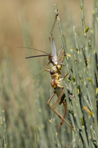 Ephippiger diurnus diurnus